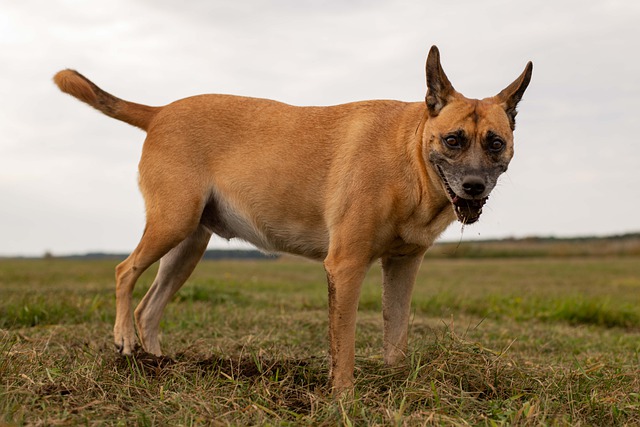 Dog Bite Injury  