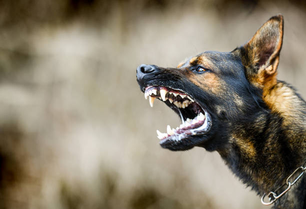 Dog-bite-injuries-Houston-Injury-Lawyers-Dog-Bite-Injuries 