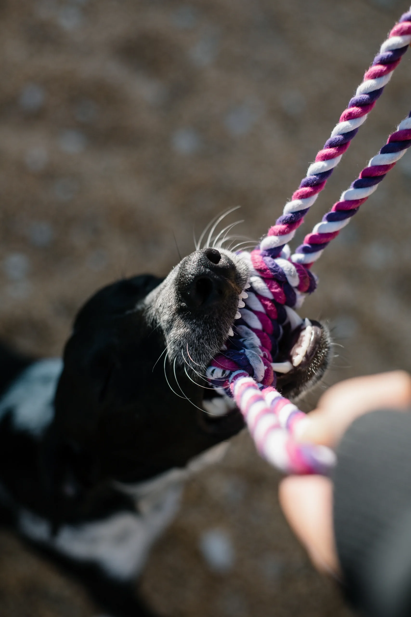 Cute dog playing with a rope. Even a cute dog can become vicious in the right circumstance. If you have been bitten by a dog in Texas you may have a personal injury claim. Contact a personal injury lawyer.