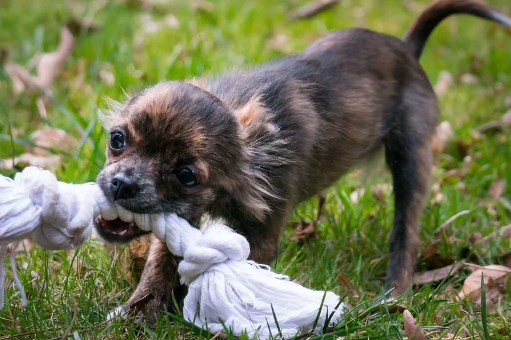 Cute small dog playing with a rope. Even a cute dog can become vicious in the right circumstance. If you have been bitten by a dog in Texas you may have a personal injury claim. Contact a personal injury lawyer.